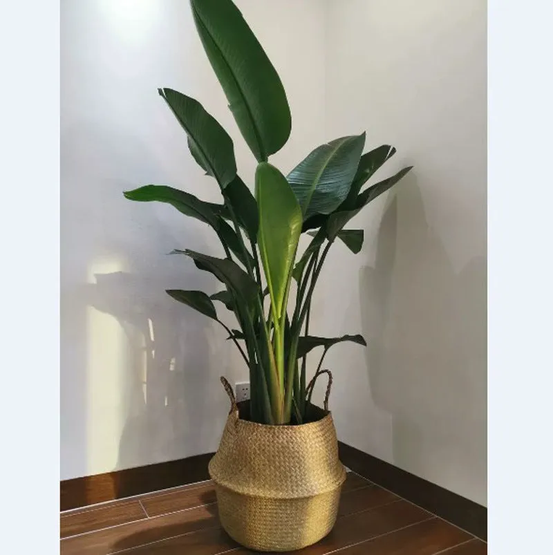 Natural Woven Seagrass Flower Baskets Garden Flower Pot-L